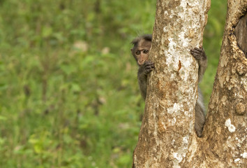 Obraz premium peek a boo