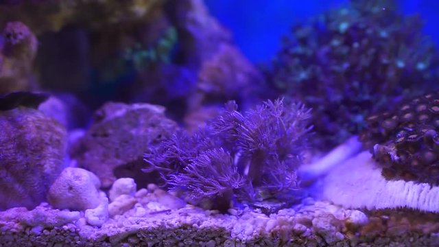 Fine corals swaying inside blue aquarium tank, nature background