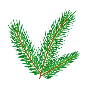 vector flat cartoon style spruce, pine fir tree leaves - needles on branch set. Isolated illustration on a white background. Christmas cards, banners of presentation decoration design symbol