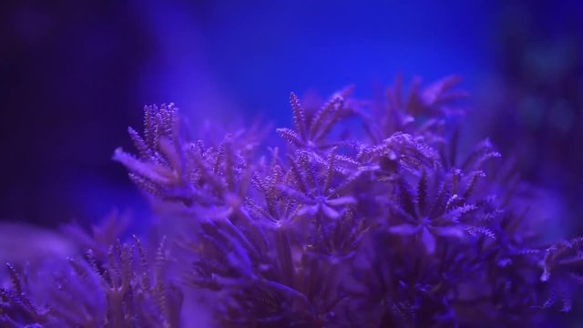 Pulsing Xenia Coral blooming and pulsating in the current under the blue sea water 