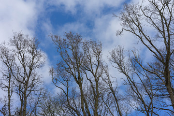Background of dry branches with the blue sky from bottom view