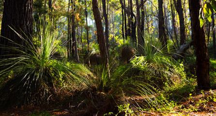 Fototapeta premium Forest with Gras Trees in Western Australia