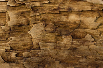 Bog wood. Texture.