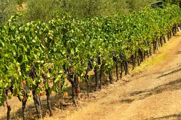 Fototapeta na wymiar rows of vineyards in tuscany. summer season. Italy.