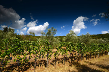 Fototapeta na wymiar green vineyards in tuscany. summer season. Italy.