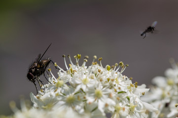 Fly on garden flower in Switzerland