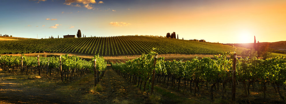 Fototapeta Beautiful landscape of Vineyards in Tuscany at sunset. Chianti region in summer season. Italy.