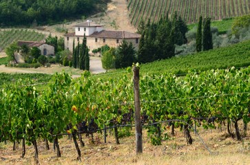 Fototapeta na wymiar Beautiful Vineyards in Tuscany with Farm House, Italy