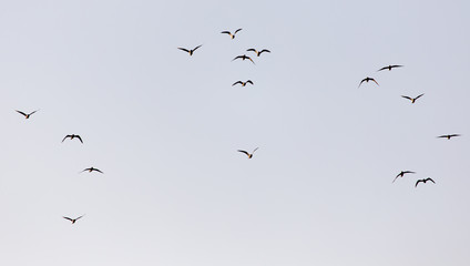 a flock of seagulls in the sky at sunset