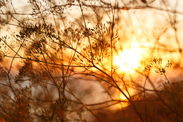 Obraz premium The sun is on the background of plants. On the Sunset. Orange background. Anise close-up against the sun. Dill. Plants and sunset. Card. Landscape. Sun through the foliage.