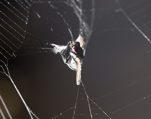 eating spider on the web. macro
