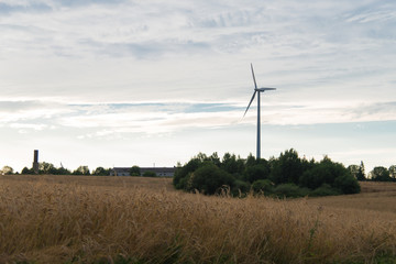 Fototapeta na wymiar Wheat field, against the sky wind generator