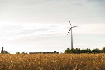 Wheat field, against the sky wind generator