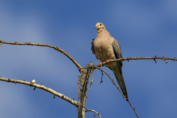 Bird dove high above Los Angeles park