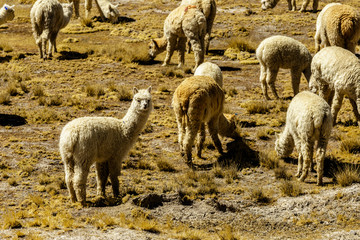 Alpaca - Peru