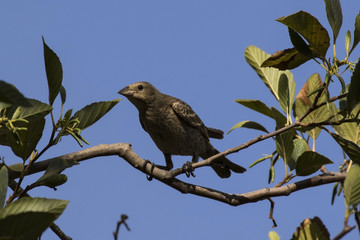 Bird on tree limb perch at Los Angeles park