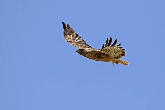 Bird hawk raptor flying high above Los Angeles park