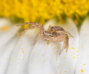 Spider on a flower in the nature. close