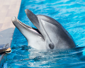 Dolphin in the pool