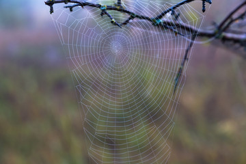 cobweb in the dew, autumn.