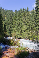 Obraz premium beautiful Christmas tree in the mountains in summer