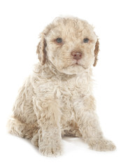 Lagotto Romagnolo dog puppy