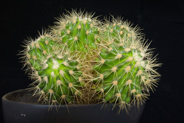 vaso di cactus