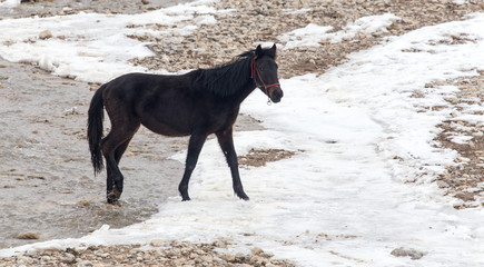 Fototapeta na wymiar horse on nature in winter