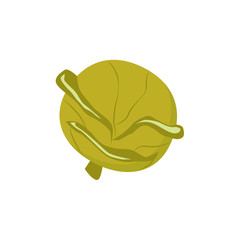 Cartoon style whole raw cabbage vegetable, vector illustration isolated on white background. Cartoon style whole loaf, head of cabbage, farm product, autumn harvest
