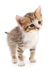 Kitten on white background.