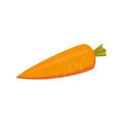 Cartoon style whole raw carrot vegetable, vector illustration isolated on white background. Cartoon style whole, uncut, unpeeled carrot, farm product, autumn harvest
