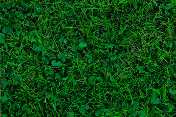 Green grass background