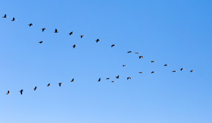a flock of birds flying south in the blue sky