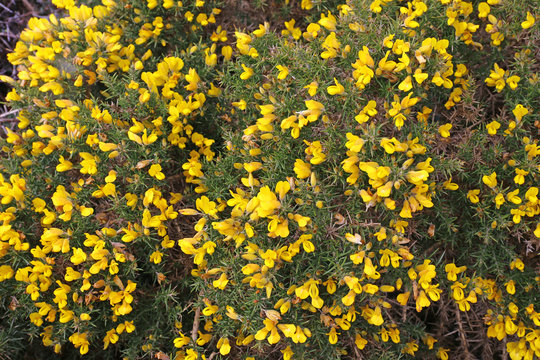 Stechginster (Ulex europaeus), bl&uuml;hende Pflanze an der K&uuml;ste des Atlantik, Bretagne, Frankreich