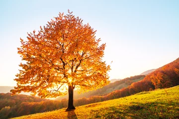 Gardinen Majestic beech tree with sunny beams © Ivan Kmit
