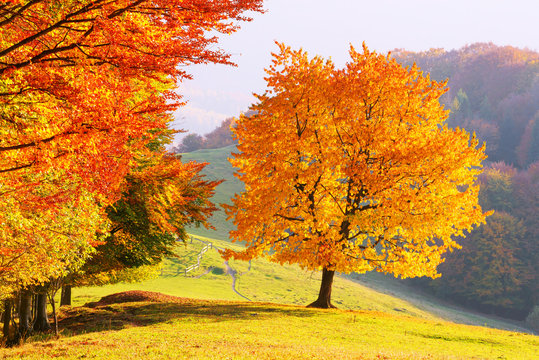 Fototapeta Majestic beech tree with sunny beams