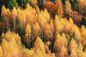 Fototapety  Majestic yellow birch trees glowing by sunlight