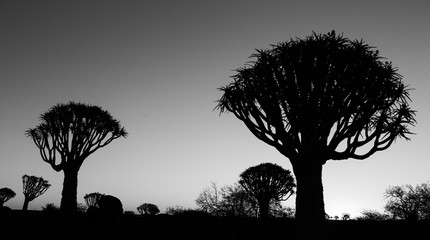 Quivertree at sunset in Keetmanshoop in Namibia