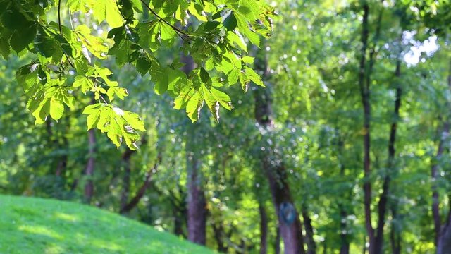 Green nature background. Focus at branch of tree in foreground and blurry park or wood in back. Real time full hd video footage.