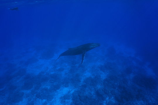 A humpback whale, Megaptera novaeangliae, underwater in the Pacific ocean with a snorkeler, Rurutu island, Austral archipelago, French Polynesia