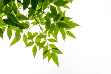 green leaf on the branches isolate on white background