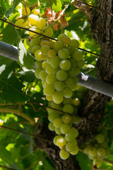uvas de moscatel