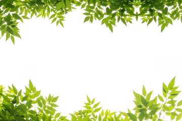 green leaf frame isolate on white background  