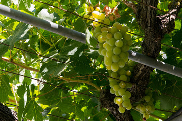 uvas de moscatel