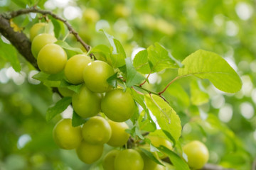 Kirschpflaume gelbe Variante