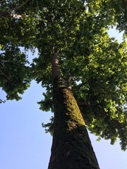 Fototapeta premium tree, sky, long