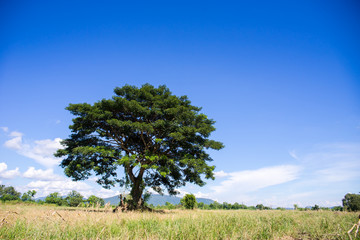 Alone green tree in dry field with blue sky.