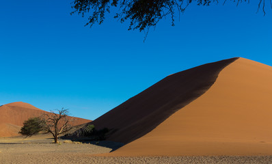 Fototapeta na wymiar Tree and Sand Dunes at Sossusvlei Namibia 