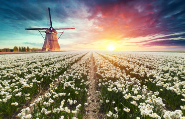 Landscape with tulips, traditional dutch windmills and houses near the canal in Zaanse Schans, Netherlands, Europe