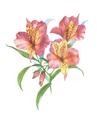 Watercolor botanical illustration of alstroemeria. Hand painting. Floral drawing for the greeting cards, invitations, personalized card and different decorations. - 171184313
